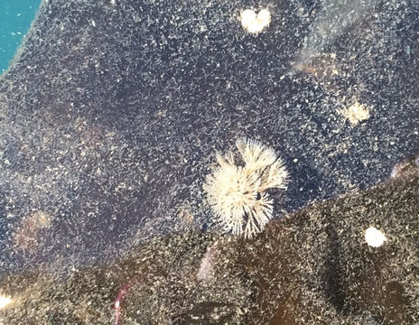 Image of <i>Bugula californica</i>