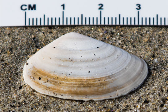 Image of Mactromeris hemphillii (Dall 1894)
