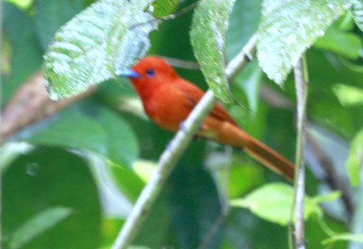 Image of Rufous Paradise Flycatcher