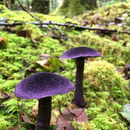 Image de Basidiomycota