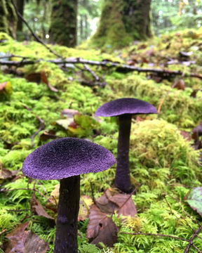 Image of <i>Cortinarius violaceus</i>