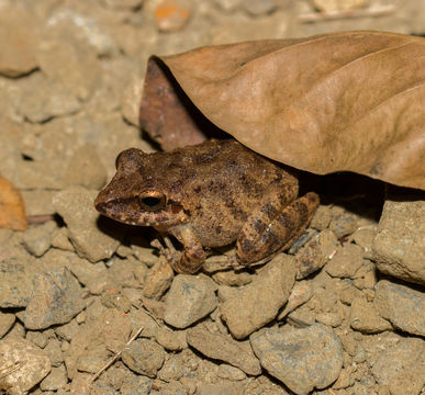 18.https www inaturalist org photos 5216933.580x360