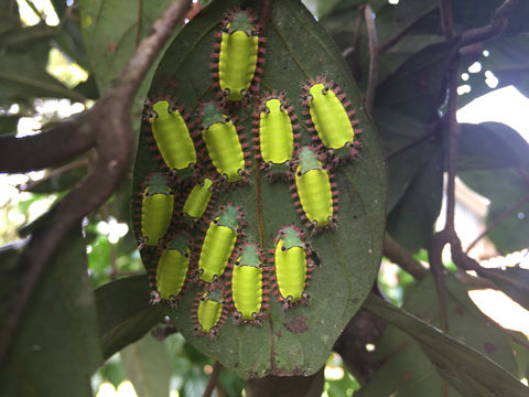 Image of <i>Acharia ophelians</i>