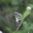 Image of Reakirt's Blue