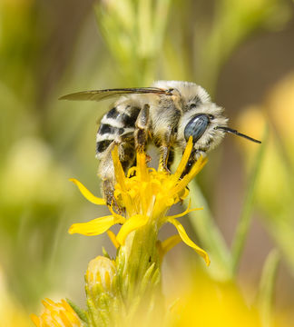 Image of <i>Anthophora urbana</i> Cresson 1878