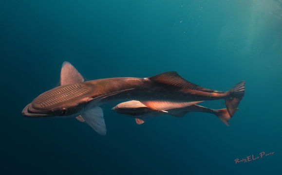 Image of <i>Echeneis naucrates</i>