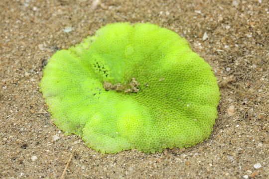 18.https www inaturalist org photos 5248357.580x360