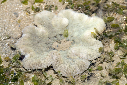 18.https www inaturalist org photos 5248358.580x360