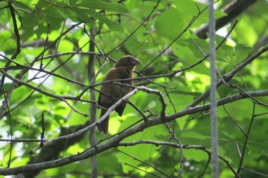 18.https www inaturalist org photos 5251418.580x360