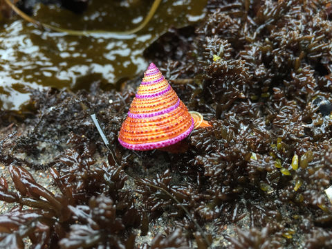Image of purple-ring topsnail