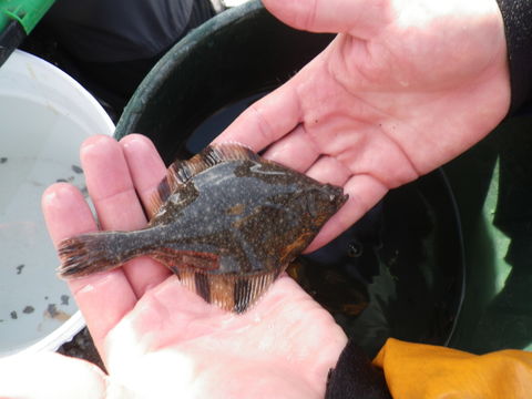 Image of Starry Flounder
