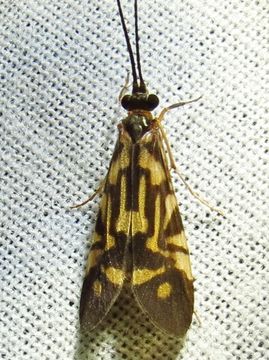 18.https www inaturalist org photos 5256224.580x360