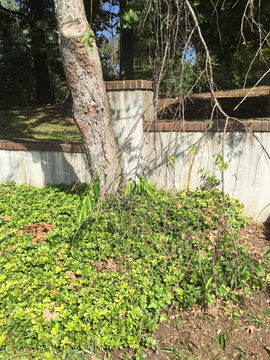 Image of <i>Vinca difformis sardoa</i>