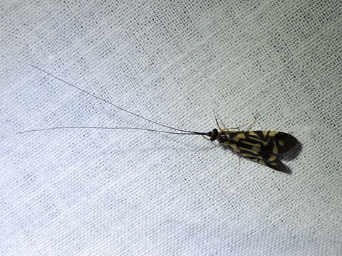 18.https www inaturalist org photos 5261162.580x360