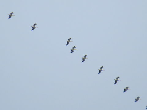Image of American white pelican