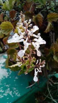 Image of <i>Plectranthus verticillatus</i>