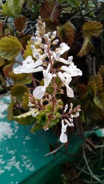 Image of <i>Plectranthus verticillatus</i>