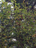 Image of <i>Malus sylvestris</i>
