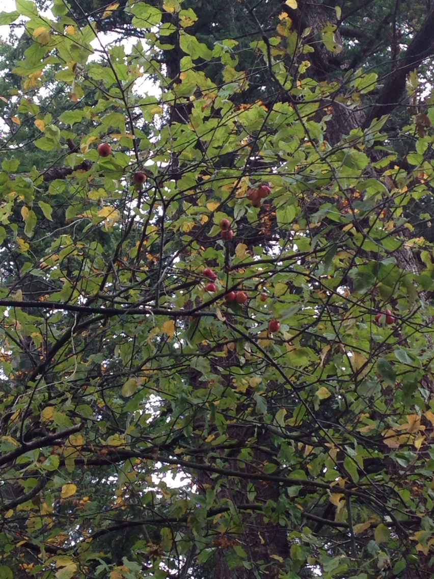 Image of <i>Malus sylvestris</i>