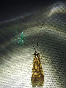 18.https www inaturalist org photos 5276590.580x360