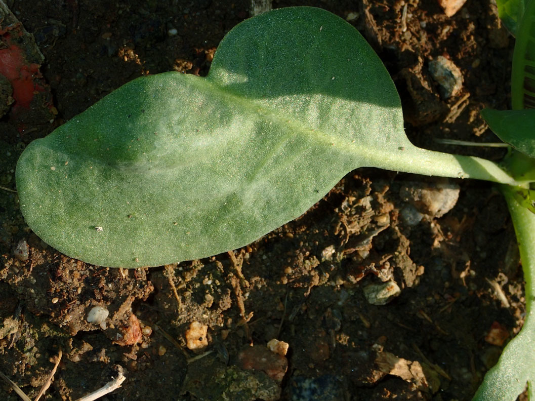 Image of <i>Nicotiana glauca</i>