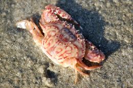Image of Gladiator Swimming Crab