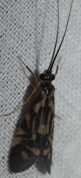 18.https www inaturalist org photos 5284732.580x360