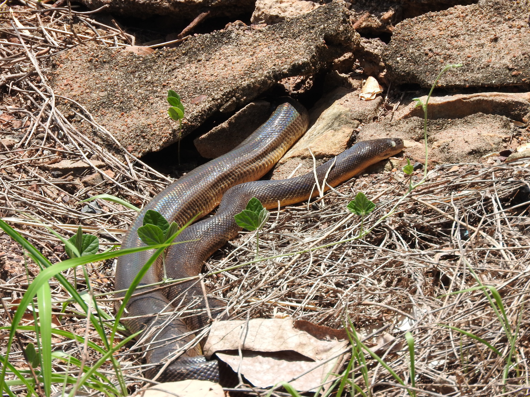 Brown Water Python Media Encyclopedia Of Life 1443