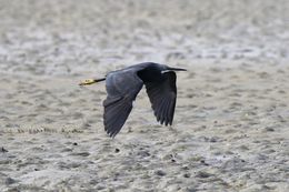 Image of <i>Egretta garzetta dimorpha</i>