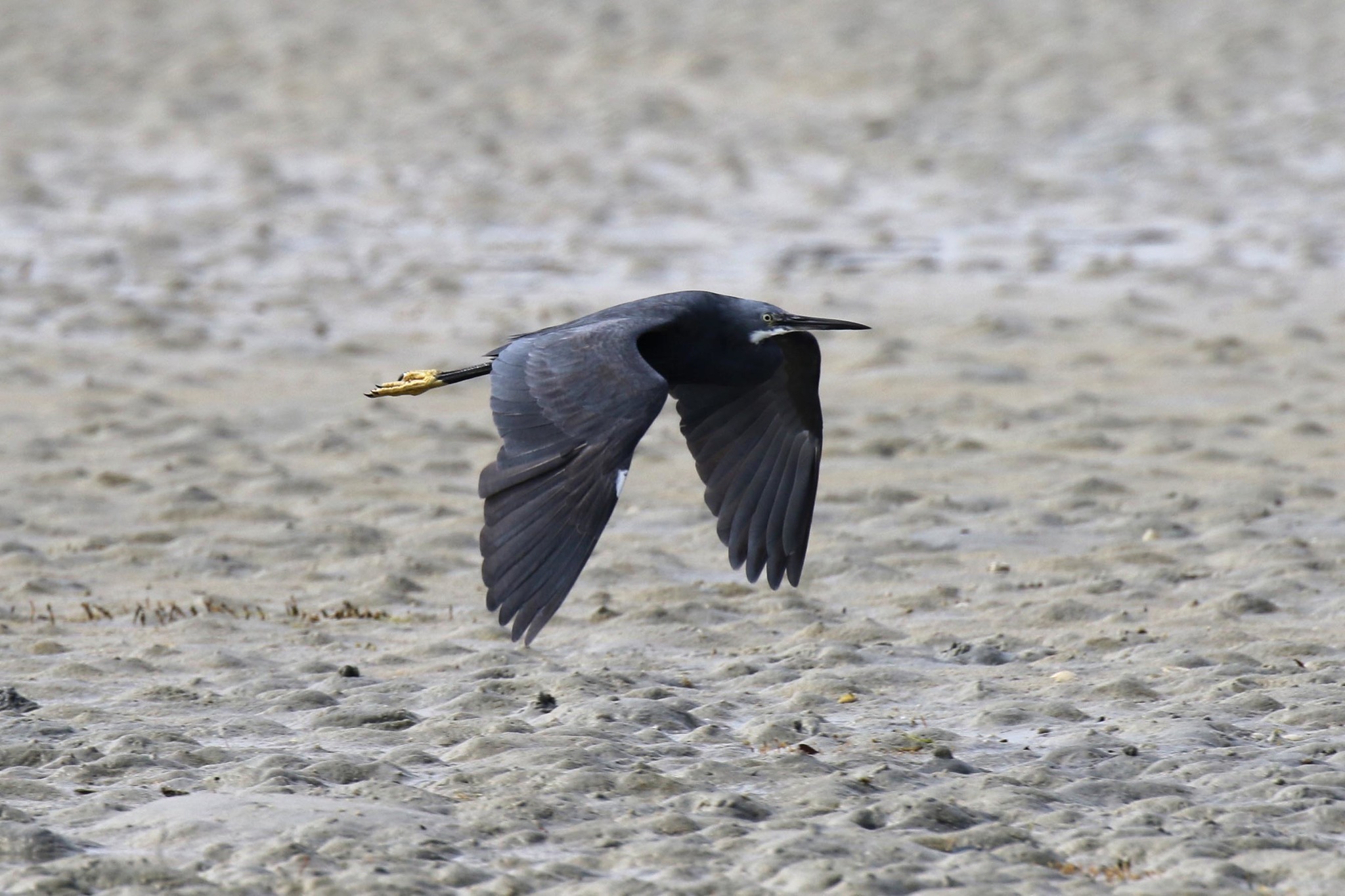 Image of <i>Egretta garzetta dimorpha</i>