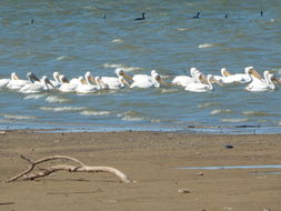 Image of American white pelican