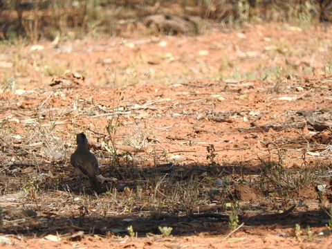 Image of Crested Bellbird