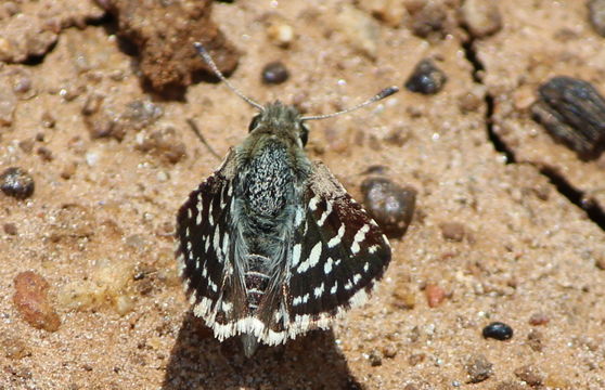 Image of <i>Spialia galba</i> Fabricius 1793