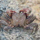 Image of Episesarma chentongense (Serène & Soh 1967)