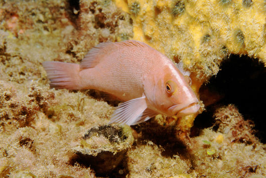 Image of Black-arse Cod