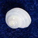 Image of Parviturbo acuticostatus (Carpenter 1864)