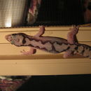 Image of Robust Gecko