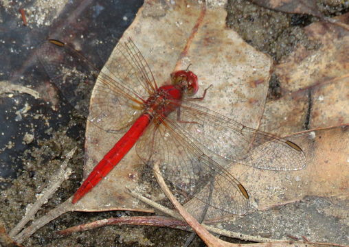 18.https www inaturalist org photos 5317706.580x360