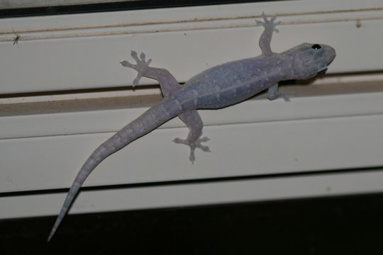 Image of Dubious Dtella