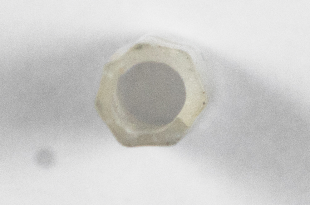Image of <i>Dentalium neohexagonum</i> Sharp & Pilsbry ex Pilsbry & Sharp 1897