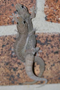 Image of Dubious Dtella