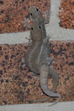 Image of Dubious Dtella