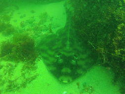 Image of Banded guitarfish
