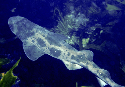 Image of Australian Swellshark