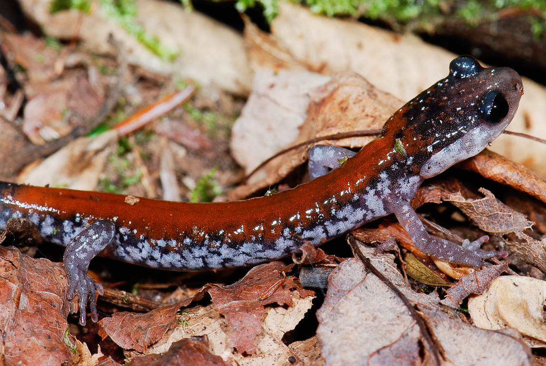 Image of Yonahlossee Salamander