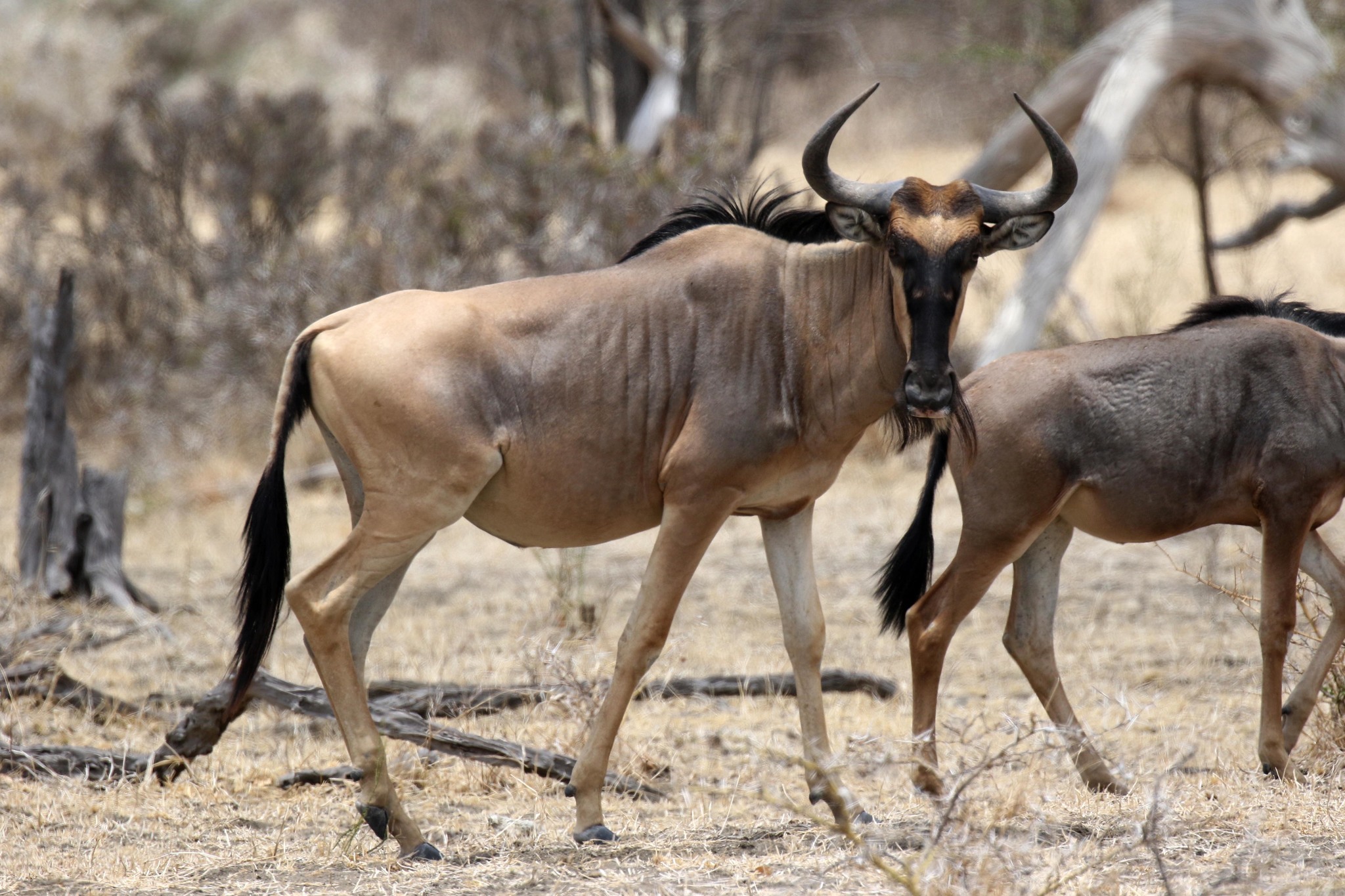 blue-wildebeest-encyclopedia-of-life