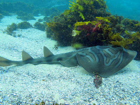Image of Banjo Shark