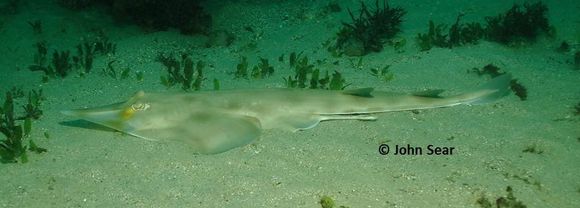 Image of Banks Shovelnose Ray