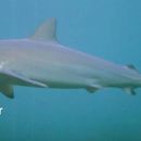 Image of Carcharhinus obscurus (Lesueur 1818)