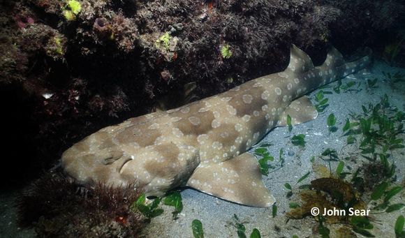 Image of Spotted Wobbegong
